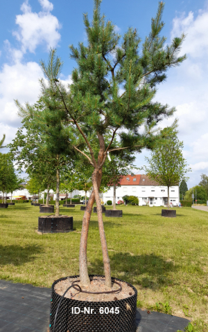 Christoph-Ulmer-Baumschulen-Weilheim-Teck-Aktuelle-Solitaergehoelze-6045-Pinus-sylvestris-abstrakt