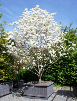 Christoph-Ulmer-Baumschulen-Weilheim-Teck-Formgehoelze-1098-Cornus-florida-Americana-1