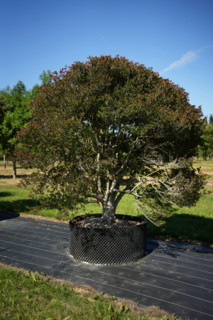 Christoph-Ulmer-Baumschulen-Weilheim-Teck-KeineID-Euonymus-campanulatus