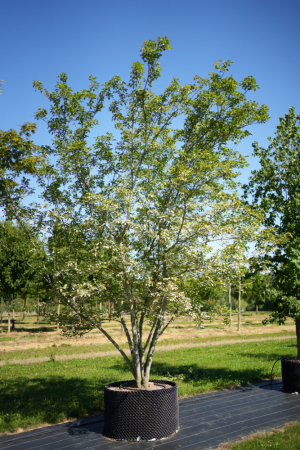 Christoph-Ulmer-Baumschulen-Weilheim-Teck-KeineID