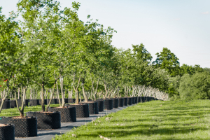 Ulmer_2025_Baumpark-18-08-25_web-46