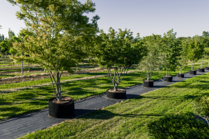 Ulmer_2025_Baumpark-18-08-25_web-62