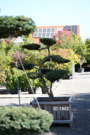 Christoph-Ulmer-Baumschulen-Weilheim-Teck-1902-Taxus-baccata-Eibe-Bonsai