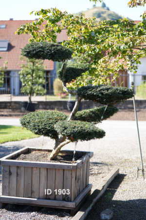 Christoph-Ulmer-Baumschulen-Weilheim-Teck-1903-Taxus-baccata-Eibe-Bonsai