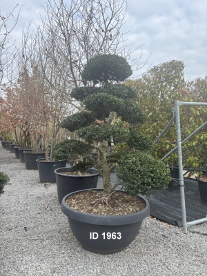 Christoph-Ulmer-Baumschulen-Weilheim-Teck-1963-Ilex-crenata-Japan-Stechpalme-Bonsai