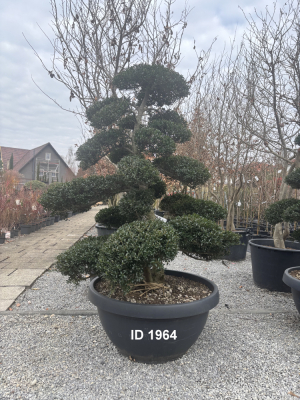 Christoph-Ulmer-Baumschulen-Weilheim-Teck-1964-Ilex-crenata-Japan-Stechpalme-Bonsai