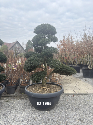 Christoph-Ulmer-Baumschulen-Weilheim-Teck-1965-Ilex-crenata-Japan-Stechpalme-Bonsai