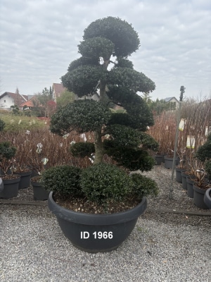 Christoph-Ulmer-Baumschulen-Weilheim-Teck-1966-Ilex-crenata-Japan-Stechpalme-Bonsai