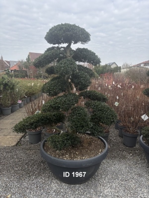 Christoph-Ulmer-Baumschulen-Weilheim-Teck-1967-Ilex-crenata-Japan-Stechpalme-Bonsai