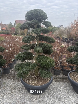 Christoph-Ulmer-Baumschulen-Weilheim-Teck-1968-Ilex-crenata-Japan-Stechpalme-Bonsai