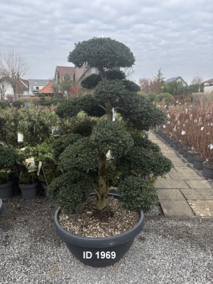 Christoph-Ulmer-Baumschulen-Weilheim-Teck-1969-Ilex-crenata-Japan-Stechpalme-Bonsai