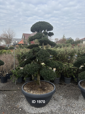 Christoph-Ulmer-Baumschulen-Weilheim-Teck-1970-Ilex-crenata-Japan-Stechpalme-Bonsai