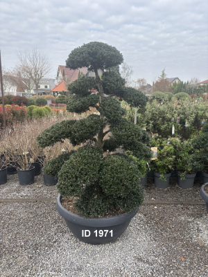 Christoph-Ulmer-Baumschulen-Weilheim-Teck-1971-Ilex-crenata-Japan-Stechpalme-Bonsai