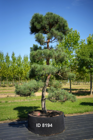 Christoph-Ulmer-Baumschulen-Weilheim-Teck-8194-Pinus-sylvestris-Japanischer-Bonsai