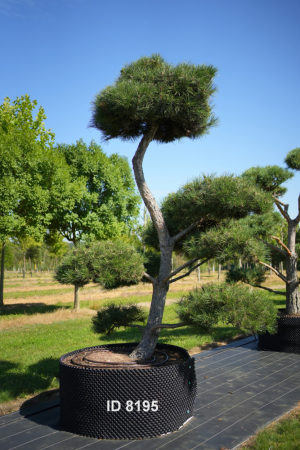 Christoph-Ulmer-Baumschulen-Weilheim-Teck-8195-Pinus-sylvestris-Japanischer-Bonsai