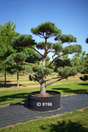 Christoph-Ulmer-Baumschulen-Weilheim-Teck-8196-Pinus-sylvestris-Japanischer-Bonsai