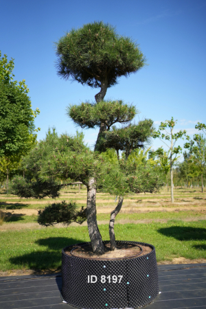 Christoph-Ulmer-Baumschulen-Weilheim-Teck-8197-Pinus-sylvestris-Japanischer-Bonsai