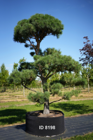 Christoph-Ulmer-Baumschulen-Weilheim-Teck-8198-Pinus-sylvestris-Japanischer-Bonsai