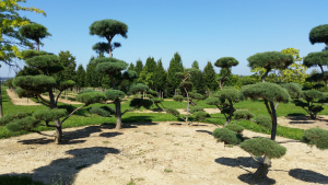 Christoph-Ulmer-Baumschulen-Weilheim-Teck-Gartenbonsai-Gruppe-I