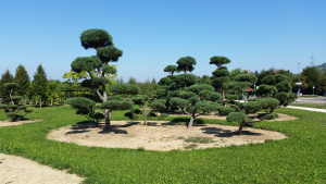 Christoph-Ulmer-Baumschulen-Weilheim-Teck-Gartenbonsai-Gruppe-II