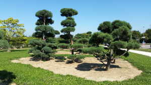 Christoph-Ulmer-Baumschulen-Weilheim-Teck-Gartenbonsai-Gruppe-IV