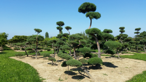 Christoph-Ulmer-Baumschulen-Weilheim-Teck-Gartenbonsai-Gruppe-VI