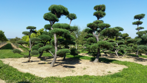 Christoph-Ulmer-Baumschulen-Weilheim-Teck-Gartenbonsai-Gruppe-VII