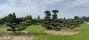Christoph-Ulmer-Baumschulen-Weilheim-Teck-Gartenbonsai-Gruppe-X