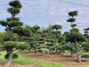 Christoph-Ulmer-Baumschulen-Weilheim-Teck-Gartenbonsai-Pinus-syvestris-Bonsai-Gruppe-IV