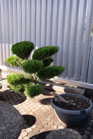ID-Nr-Juniperus-Bonsai-2