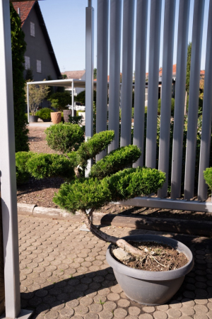 ID-Nr-Juniperus-Bonsai