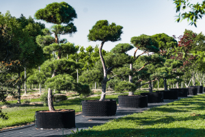 Ulmer_2025_Baumpark-18-08-25_web-42