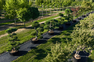 Ulmer_2025_Baumpark-18-08-25_web-61