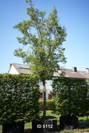 Christoph-Ulmer-Baumschulen-Weilheim-Teck-5112-Pyrus-calleryana-Chanticleer-Stadtbirne-Hochstamm