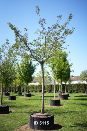 Christoph-Ulmer-Baumschulen-Weilheim-Teck-5115-Prunus-serrulata-Taihaku-Zierkirsche