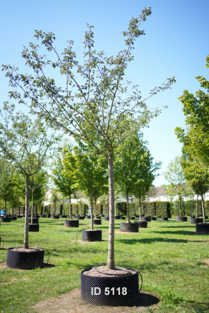 Christoph-Ulmer-Baumschulen-Weilheim-Teck-5118-Prunus-serrulata-Taihaku-Zierkirsche