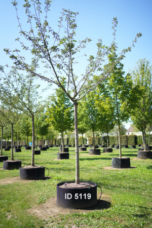 Christoph-Ulmer-Baumschulen-Weilheim-Teck-5119-Prunus-serrulata-Taihaku-Zierkirsche