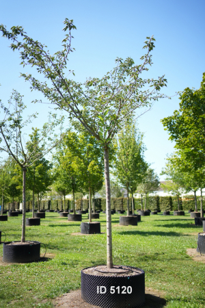 Christoph-Ulmer-Baumschulen-Weilheim-Teck-5120-Prunus-serrulata-Taihaku-Zierkirsche