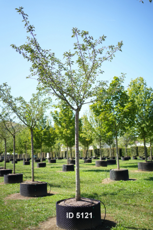 Christoph-Ulmer-Baumschulen-Weilheim-Teck-5121-Prunus-serrulata-Taihaku-Zierkirsche