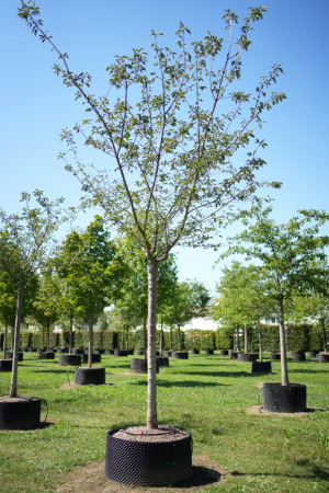Christoph-Ulmer-Baumschulen-Weilheim-Teck-5122-Prunus-serrulata-Taihaku-Zierkirsche