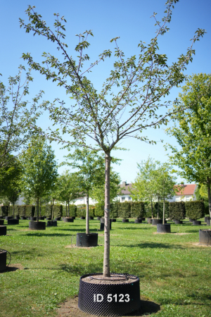 Christoph-Ulmer-Baumschulen-Weilheim-Teck-5123-Prunus-serrulata-Taihaku-Zierkirsche
