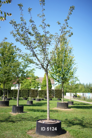 Christoph-Ulmer-Baumschulen-Weilheim-Teck-5124-Prunus-serrulata-Taihaku