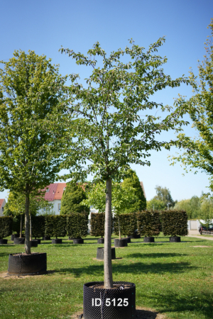 Christoph-Ulmer-Baumschulen-Weilheim-Teck-5125-Prunus-serrulata-Taihaku-Zierkirsche