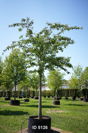 Christoph-Ulmer-Baumschulen-Weilheim-Teck-5126-Prunus-serrulata-Taihaku-Zierkirsche