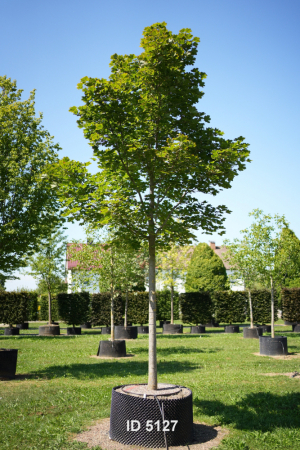 Christoph-Ulmer-Baumschulen-Weilheim-Teck-5127-Acer-platanoides-Emerald-Queen-Hochstamm-Spitzahorn