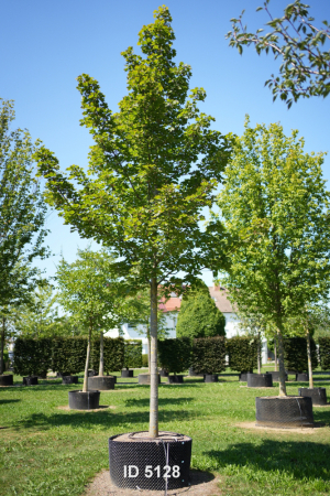 Christoph-Ulmer-Baumschulen-Weilheim-Teck-5128-Acer-platanoides-Emerald-Queen-Hochstamm-Spitzahorn