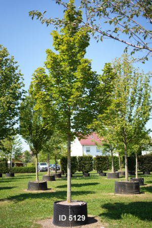 Christoph-Ulmer-Baumschulen-Weilheim-Teck-5129-Acer-platanoides-Emerald-Queen-Hochstamm-Spitzahorn
