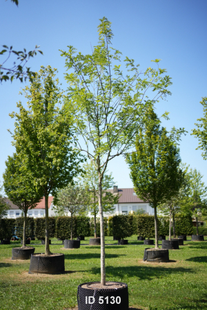 Christoph-Ulmer-Baumschulen-Weilheim-Teck-5130-Sophora-japonica-Regent-Schnurbaum-Hochstamm