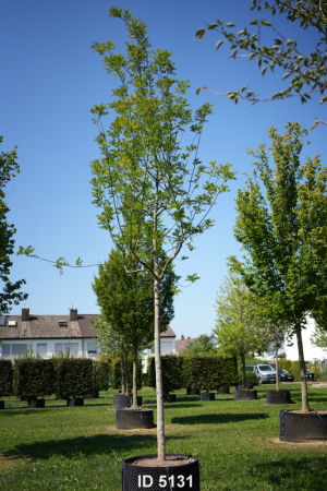 Christoph-Ulmer-Baumschulen-Weilheim-Teck-5131-Sophora-japonica-Regent-Schnurbaum-Hochstamm