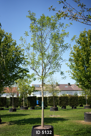 Christoph-Ulmer-Baumschulen-Weilheim-Teck-5132-Sophora-japonica-Regent-Schnurbaum-Hochstamm